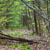 Visite de sites archéologiques en forêt de Chailluz